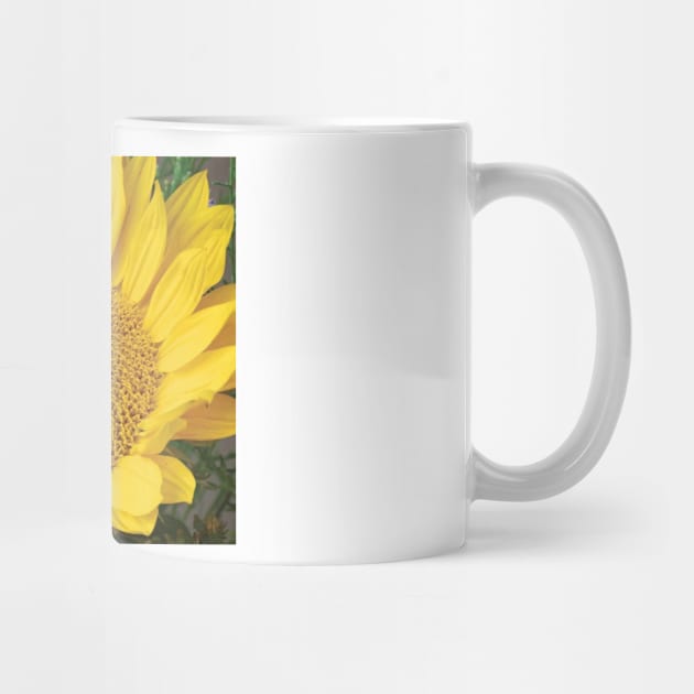 Common Sunflower And Asters North America I by RhysDawson